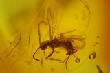 Fossil Winged Ant (Formicidae) & Fly (Diptera) In Baltic Amber #145491-2